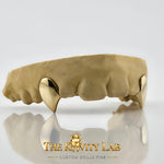 Custom 2pcs Solid & Extended Fangs Grillz: 925 Sterling Silver (Free Mold Kit)